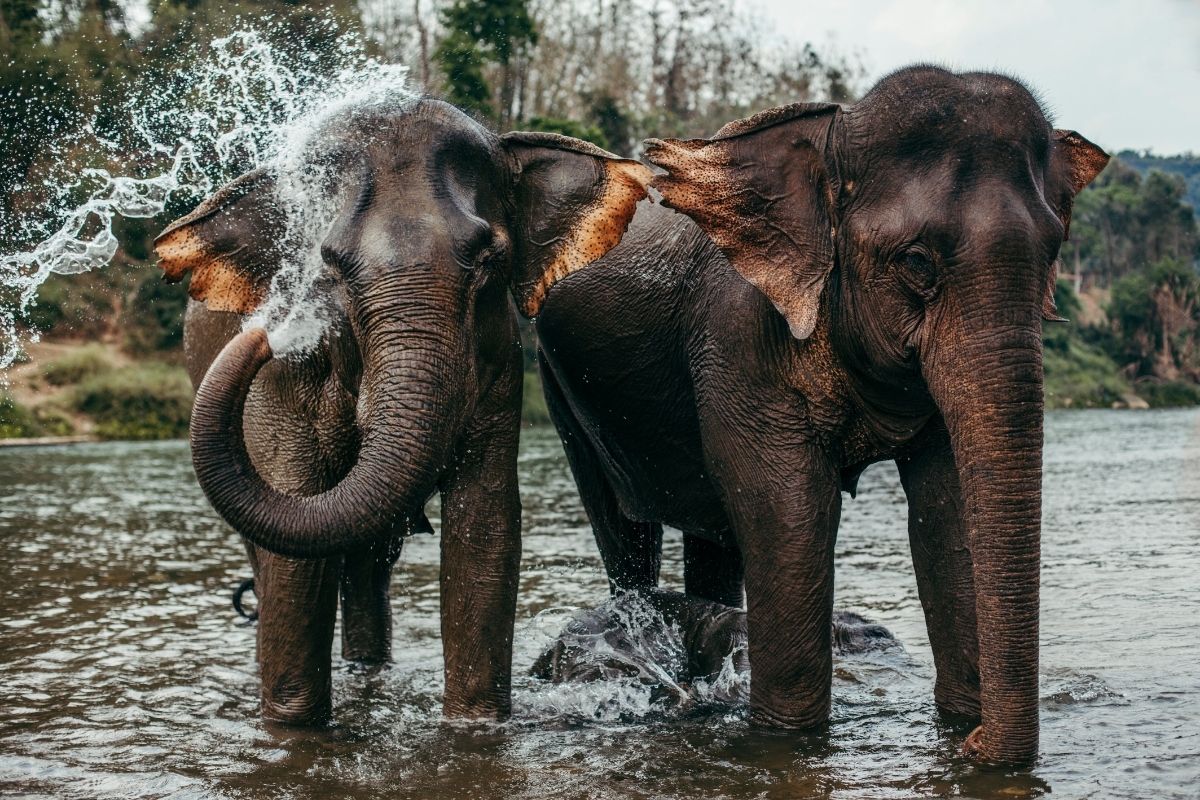 Elephant Riding in Luang Prabang